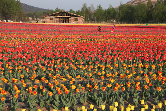 �����㻨�_���G ���o��(sh��)���˸�����