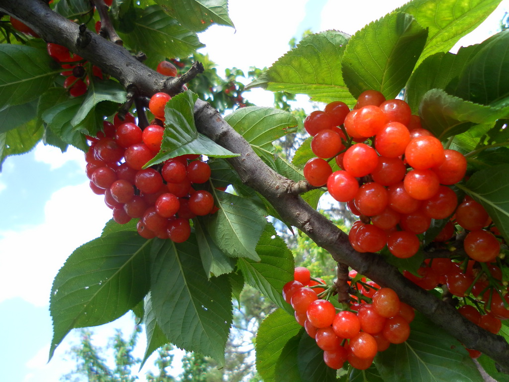 �ֵ����ҳ���r ʡ��(n��i)���Ҳ�ժ����