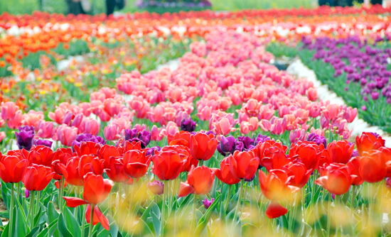 ���΍��ɽ �c�������һ��(ch��ng)�����ļs��(hu��)��