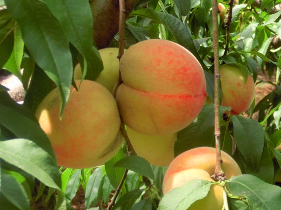 â�Xɽ�h�Ļ����^(q��)