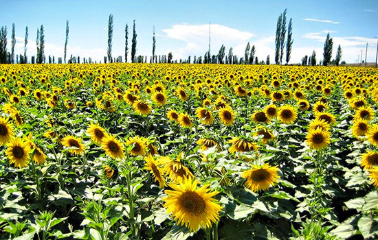 ǧ���Ϳ���