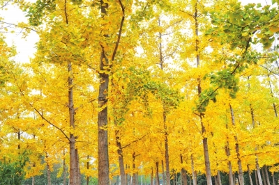 ���G���@�pΨ���y����