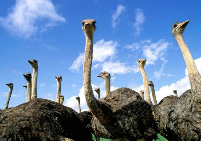 �����r�B�@���u�x�����ο�