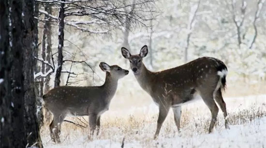 ����ɽ��&bull;��ѩ��(l��)�@��ѩ��(ch��ng)����¡���_(k��i)�I(y��)