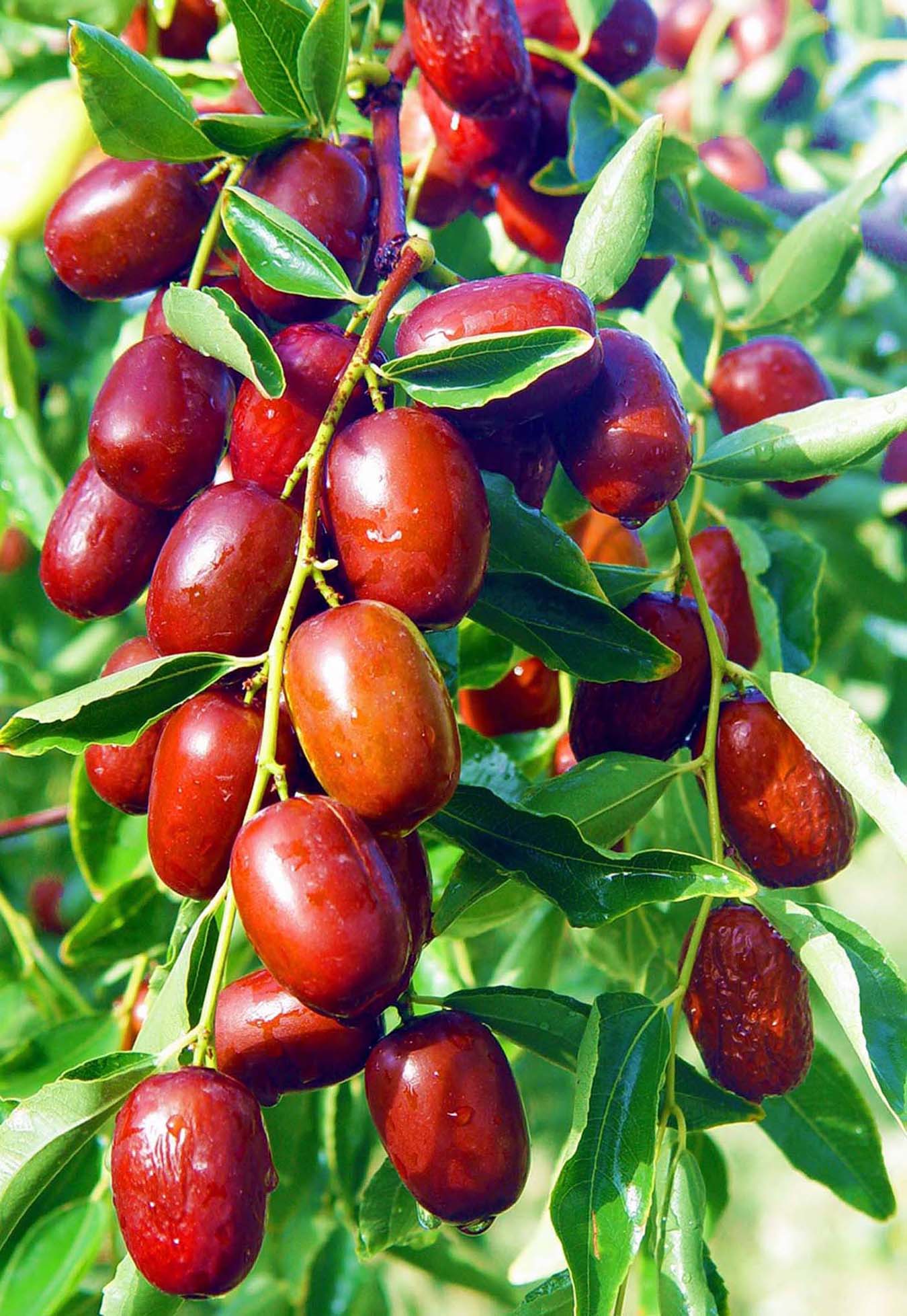 ���������l(xi��ng)�L(f��ng)����������(l��i)��