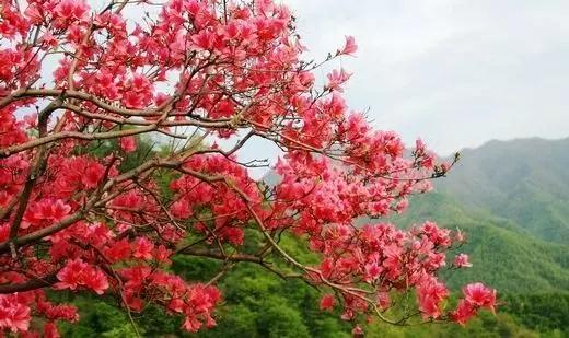 ��������������M(f��i)ʢ��֮��ˇ�ݳ�