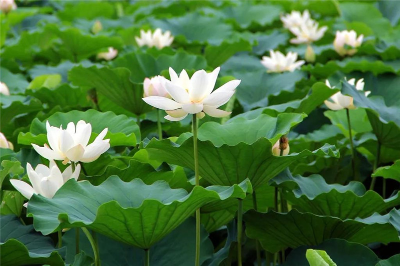 ���պ�����������ͤ